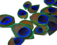 Peacock Cut Eyes